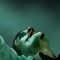 JOKER_VERT_TSR_DOM_2764x4096_REV