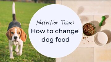 How to change dog food